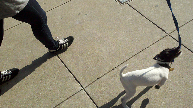 a black and white dog is tied to a leash