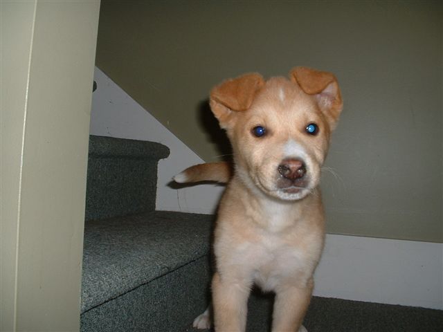 an orange dog on a stairs with blue eyes