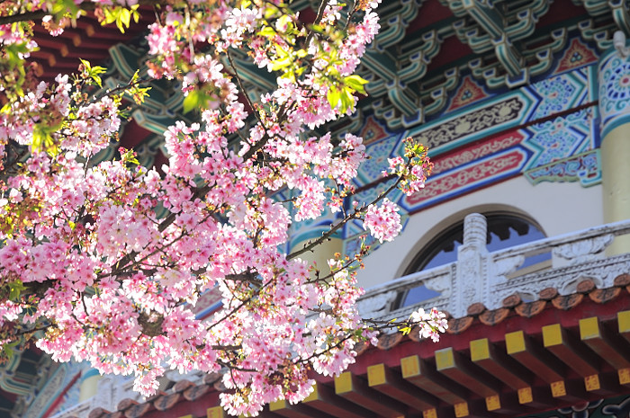 a tree with pink blossoms is standing outside of a building