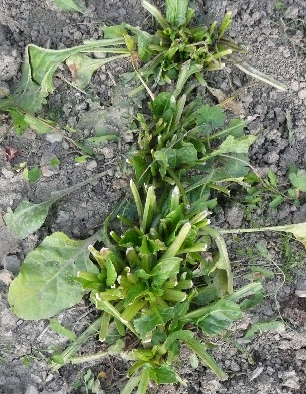 a very small plant sprouts from the ground