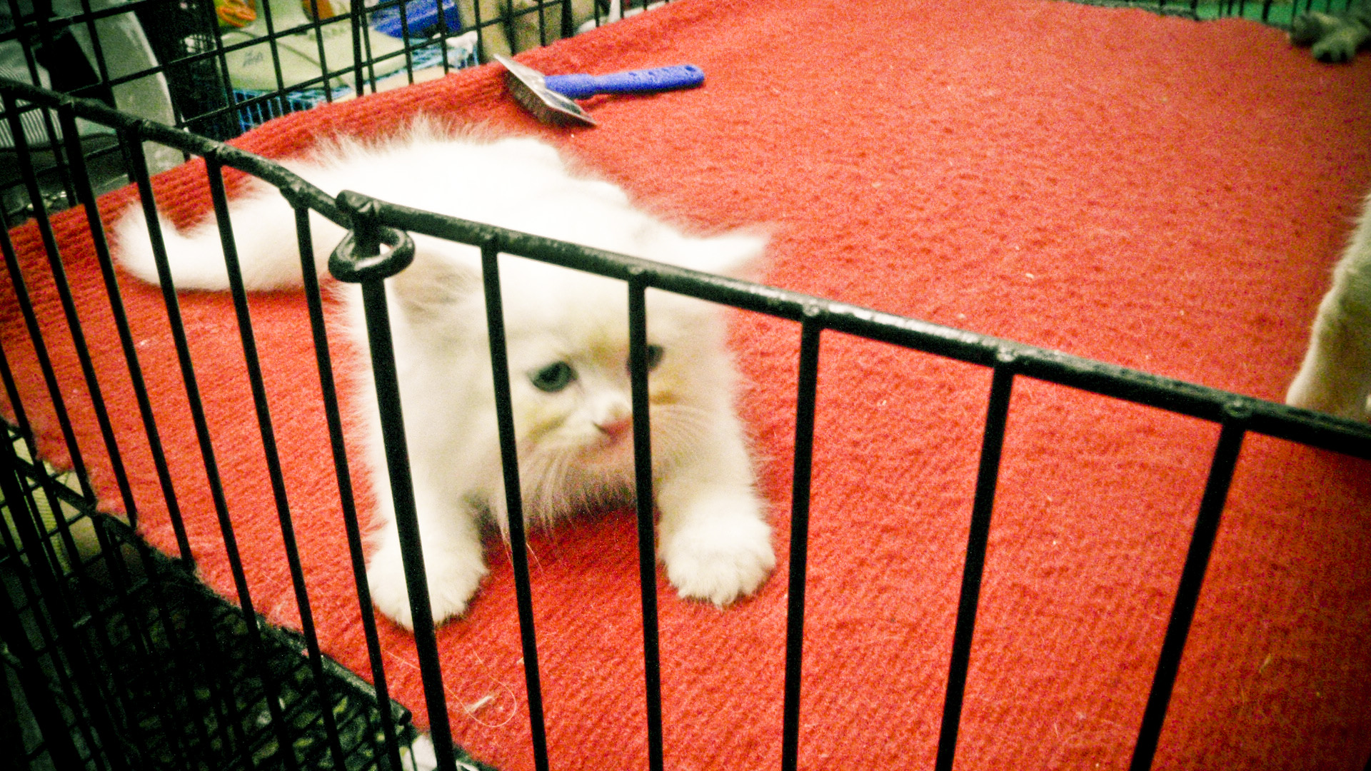 an adorable white cat is inside of a cage