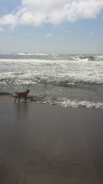 a dog on a beach watching the ocean