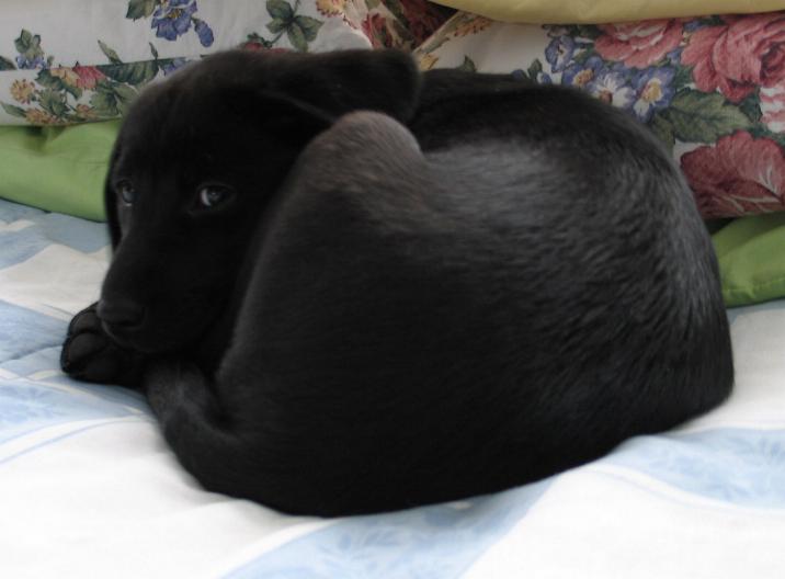 a black dog laying down on top of a bed