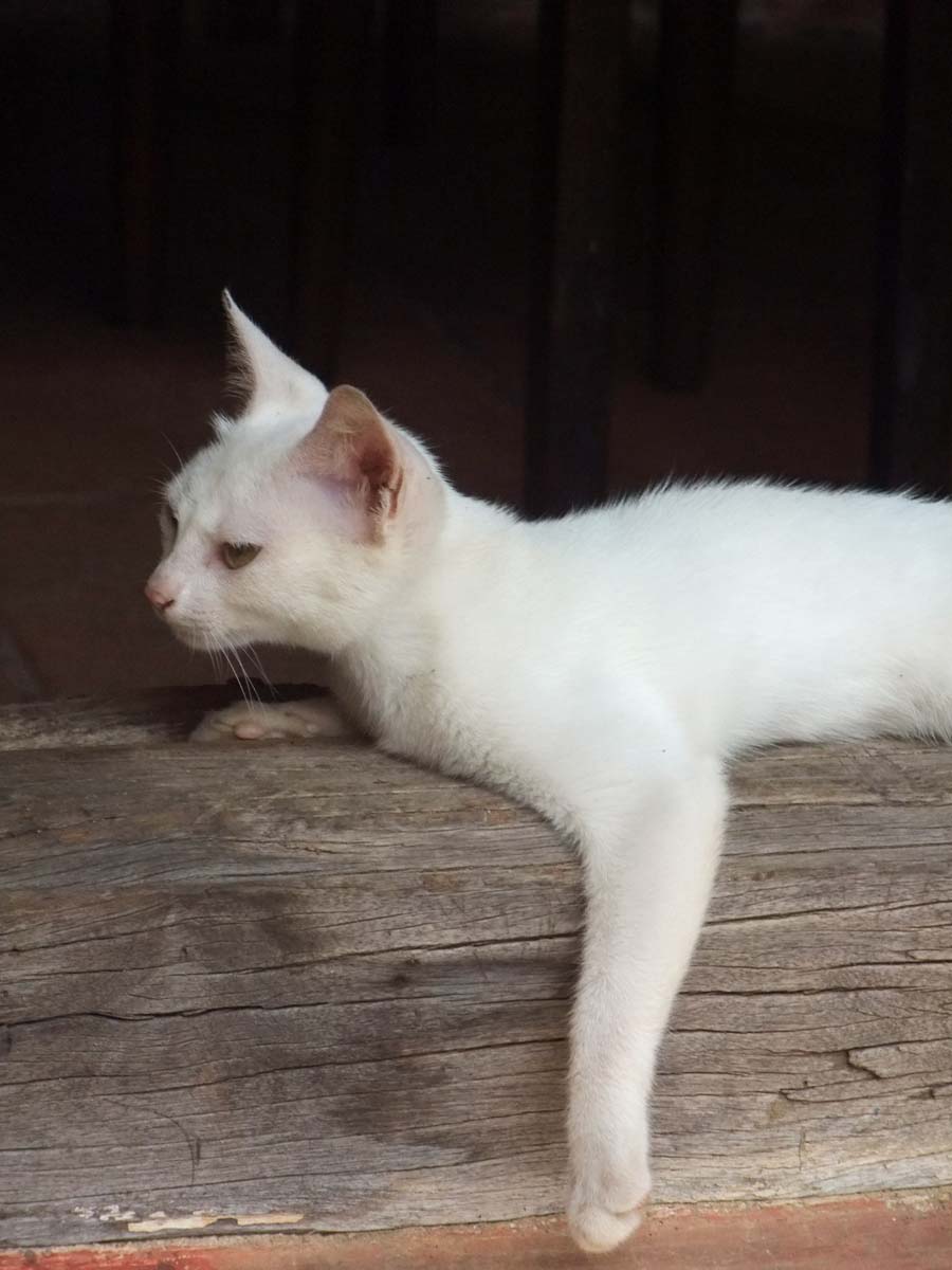 small white cat is laying on a tree trunk