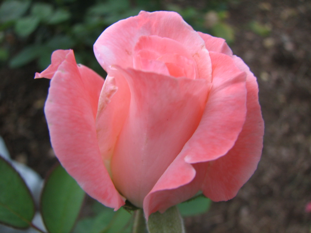 a very pretty pink flower with a green stem