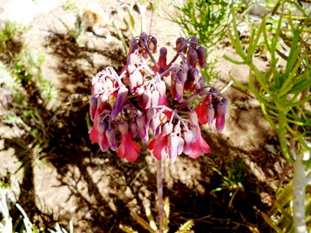 there is a pink flower on a stem in the shade