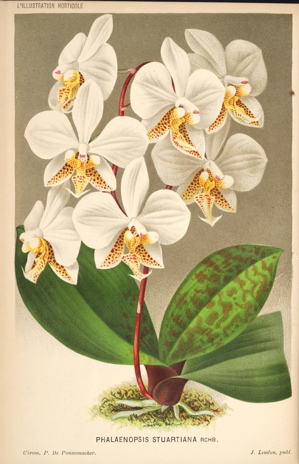 an antique print of flowers and leaves from an antique book