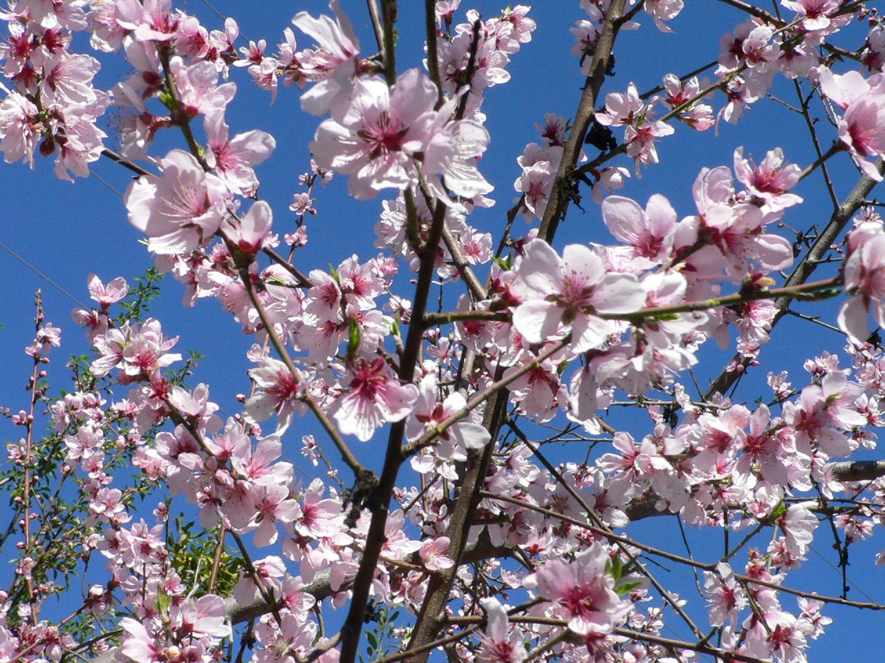 a pink flowered tree stands tall in the sky