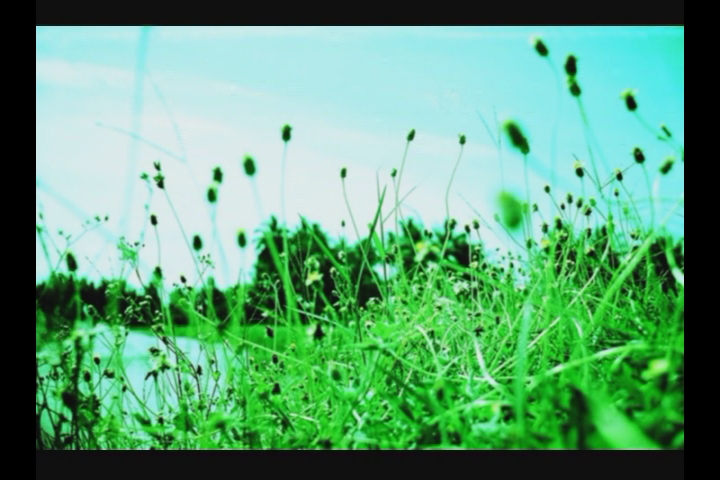 a close up of grass against a blue sky