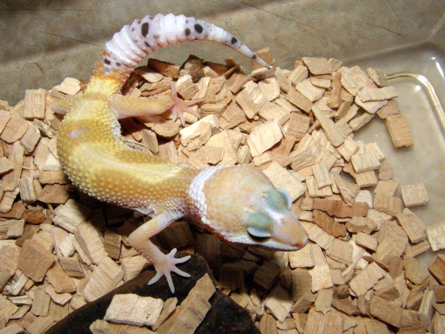 a small lizard that is laying down on wood