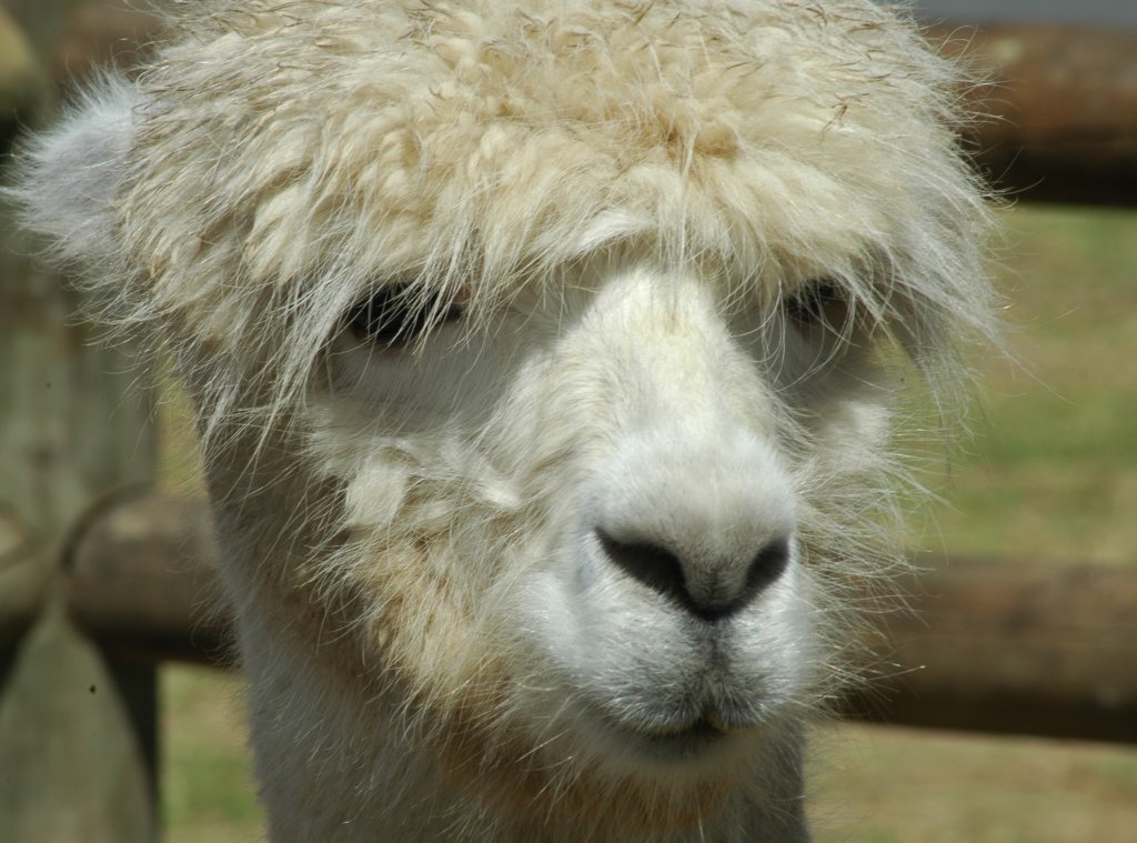 a llama with a furry coat of hair looking over a fence
