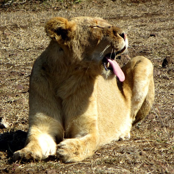 a lion with its tongue out sitting in the dirt