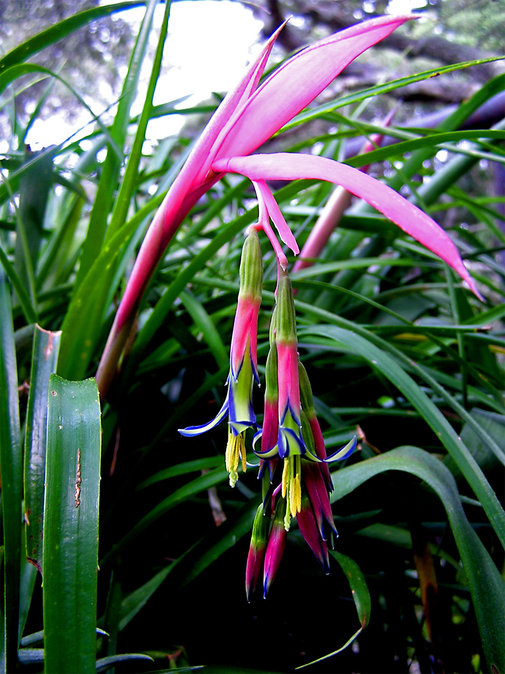 some pink and green plants growing in the woods