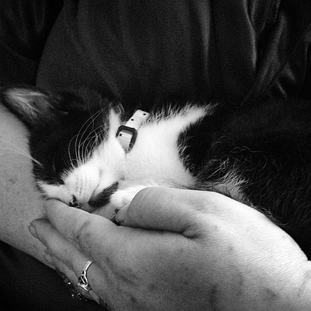 a black and white cat laying on top of a persons hand