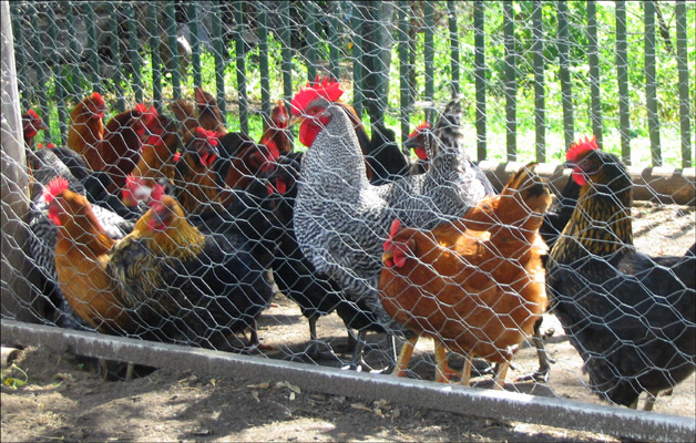 the chickens are all pecked together inside the fence
