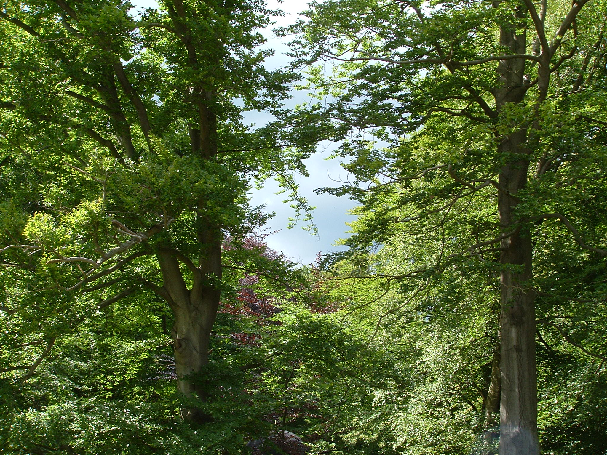 a number of benches under trees near one another