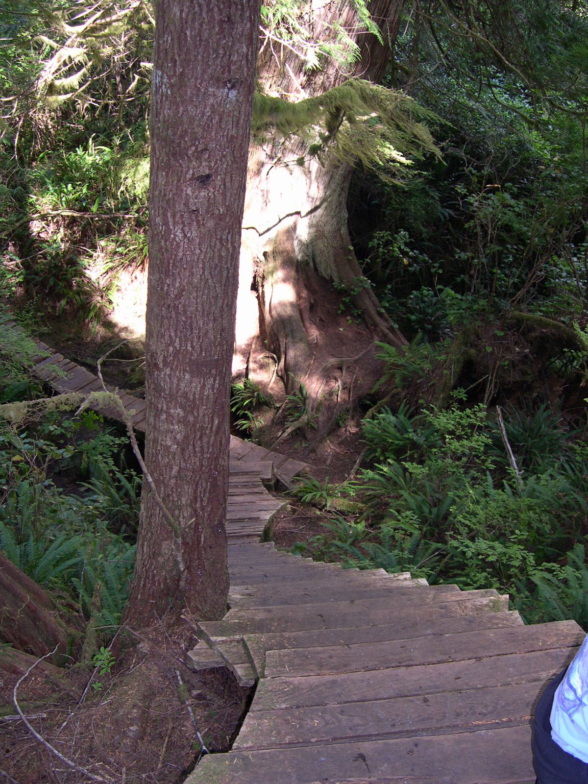 a small tree stands over an incline in the woods