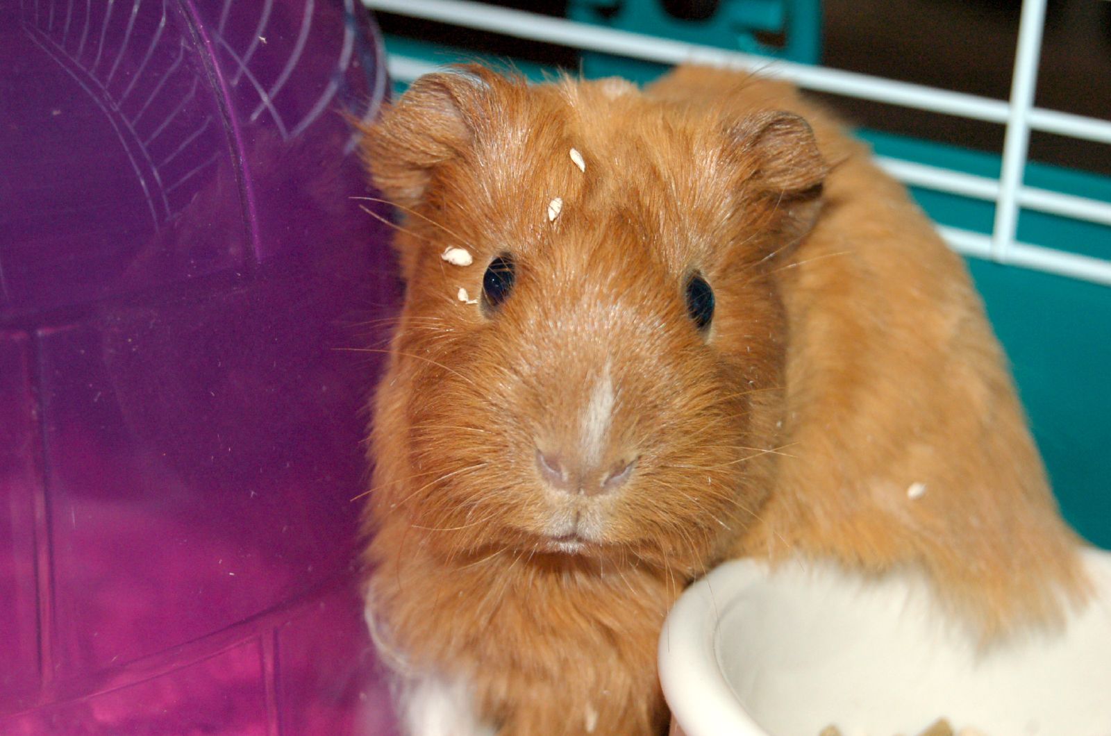 an orange guinea pig standing inside of a cage