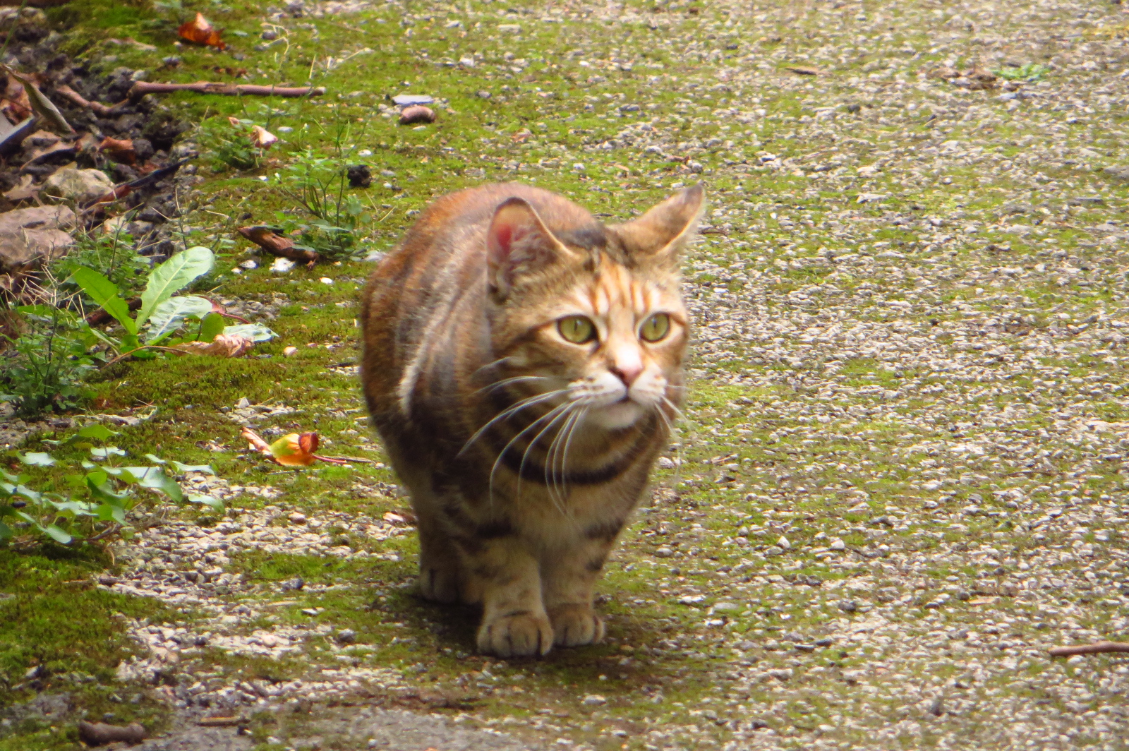 a tabby cat walks on a patch of green grass