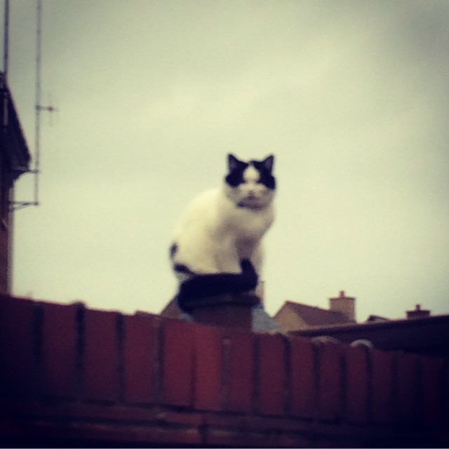 the cat is sitting on top of the fence