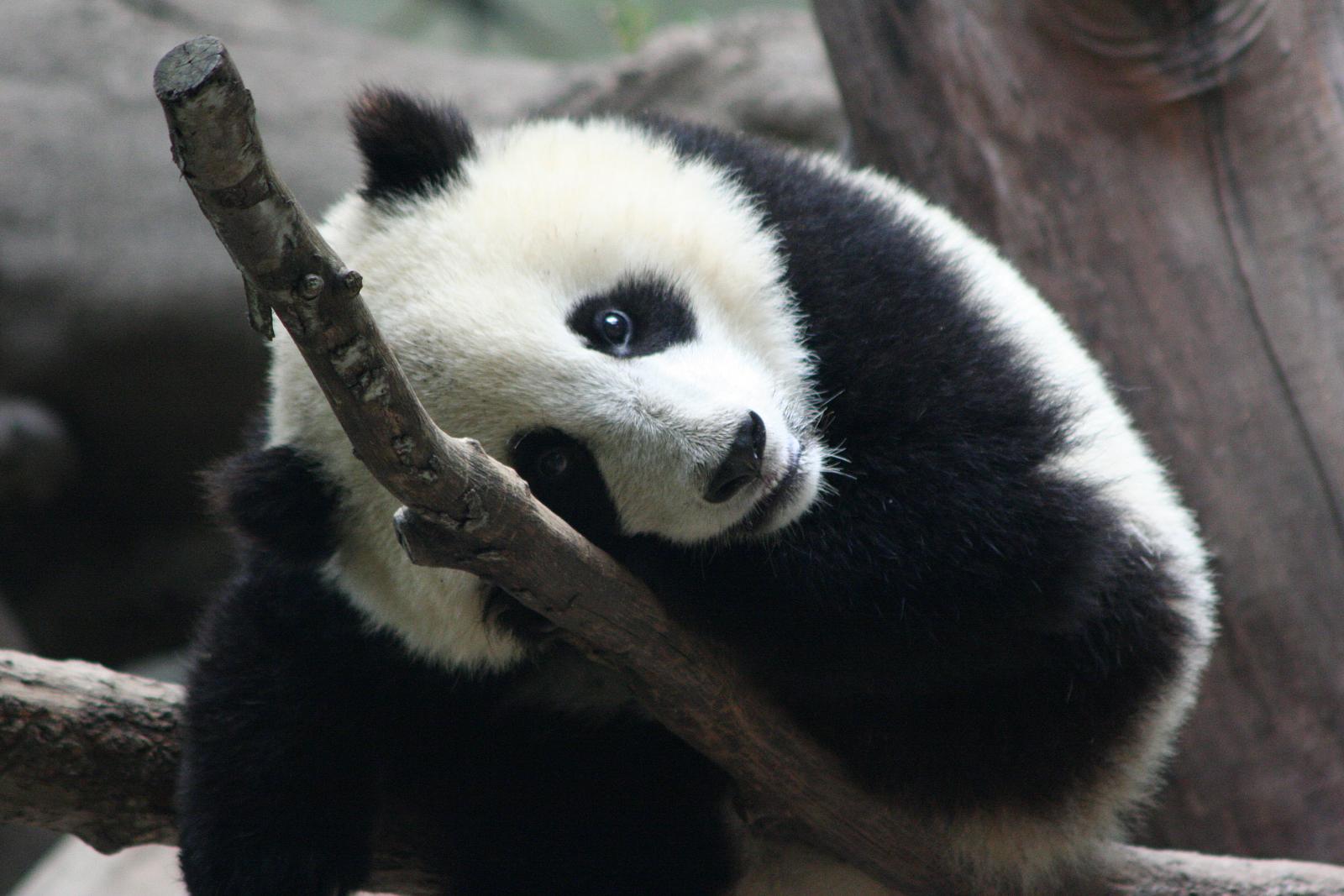 a black and white panda bear sitting on a tree nch