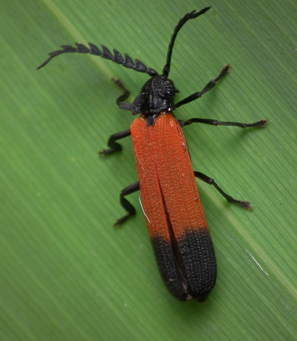 a small black insect is standing on a large leaf