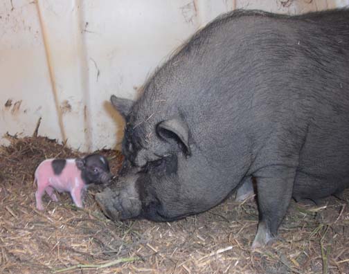 a small pig cuddles on to a smaller pig