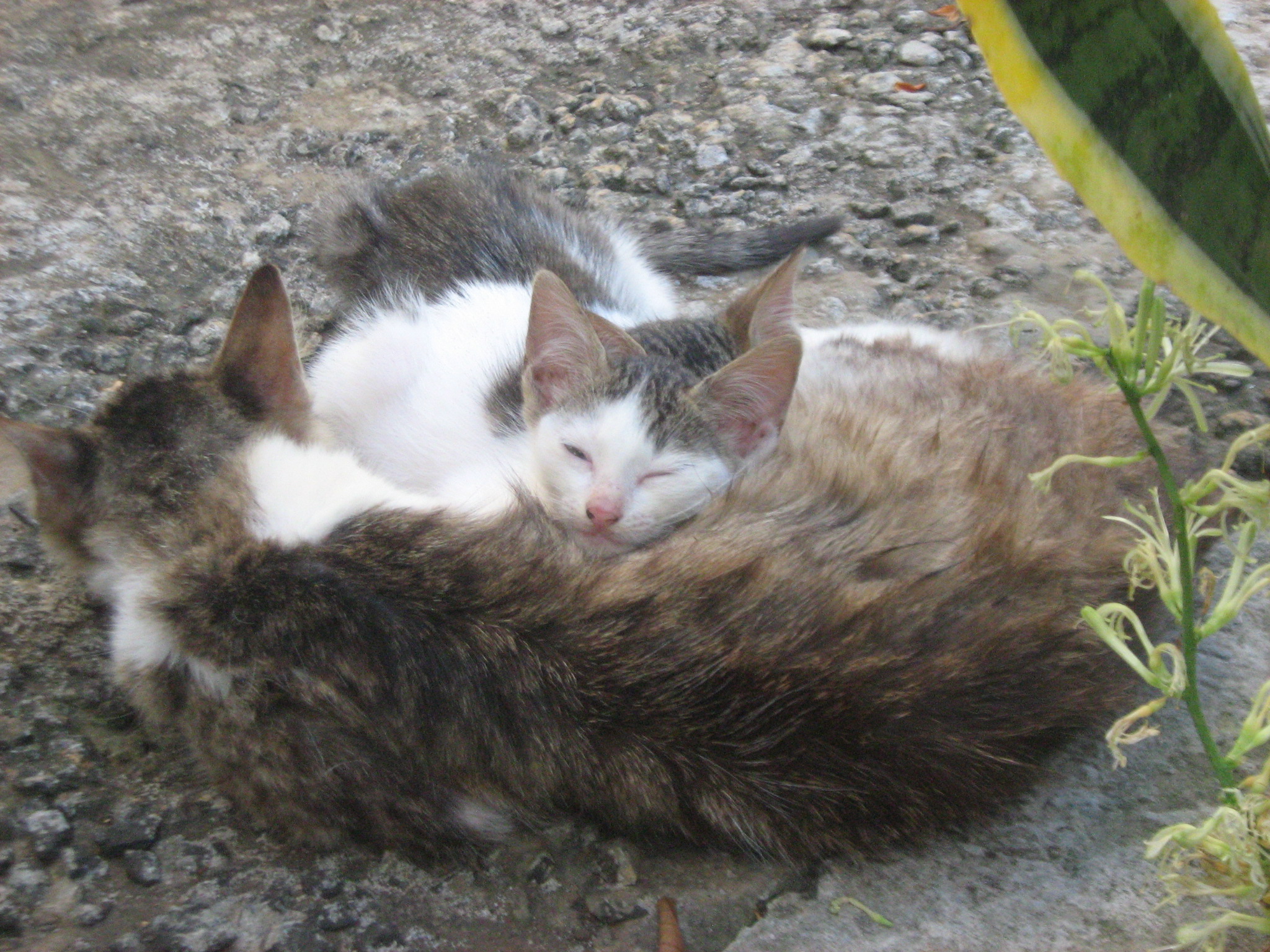 two cats cuddling together outside near some plants