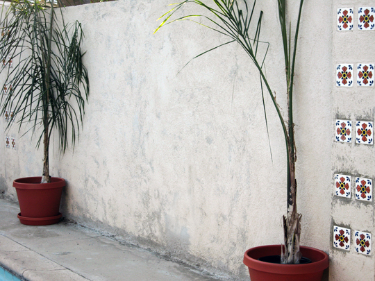 several potted plants sit next to the wall