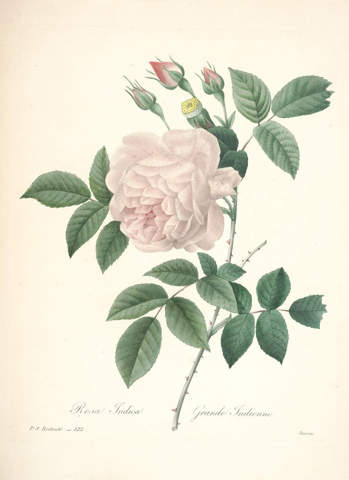 a rose flower with green leaves on a nch