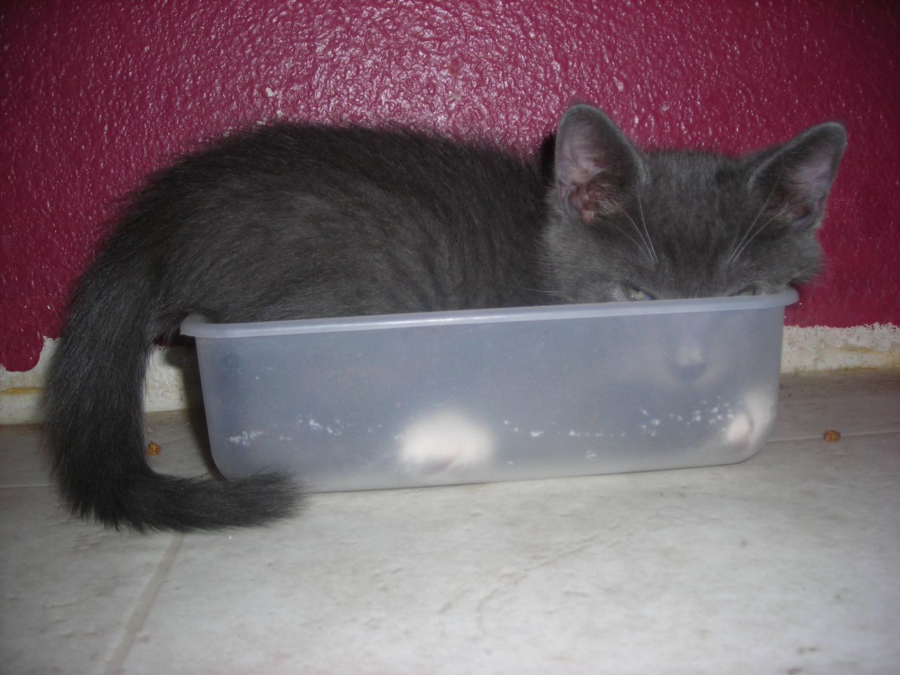 a small kitten is resting in a plastic bowl