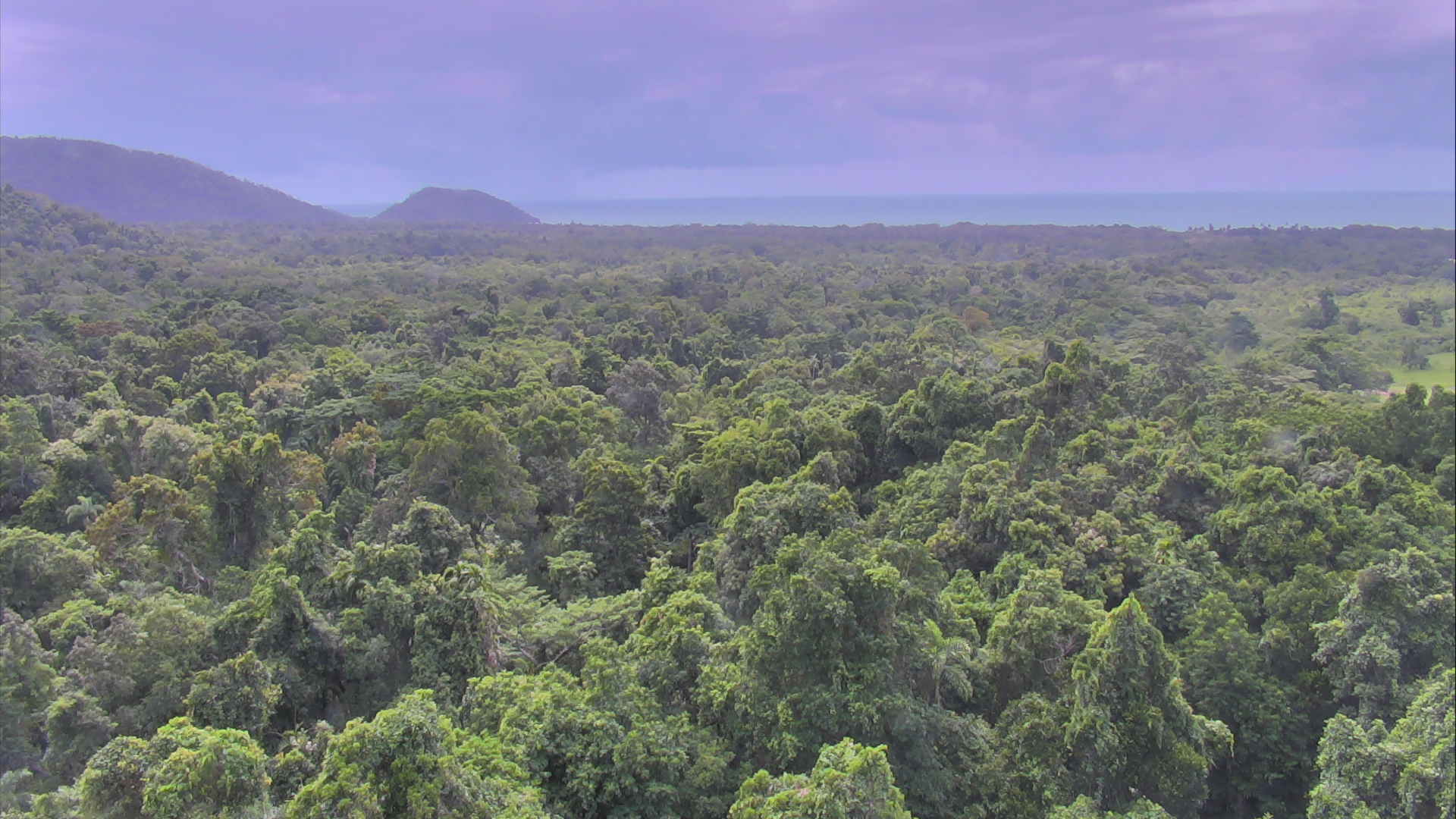 aerial s of large green rainforest with many trees