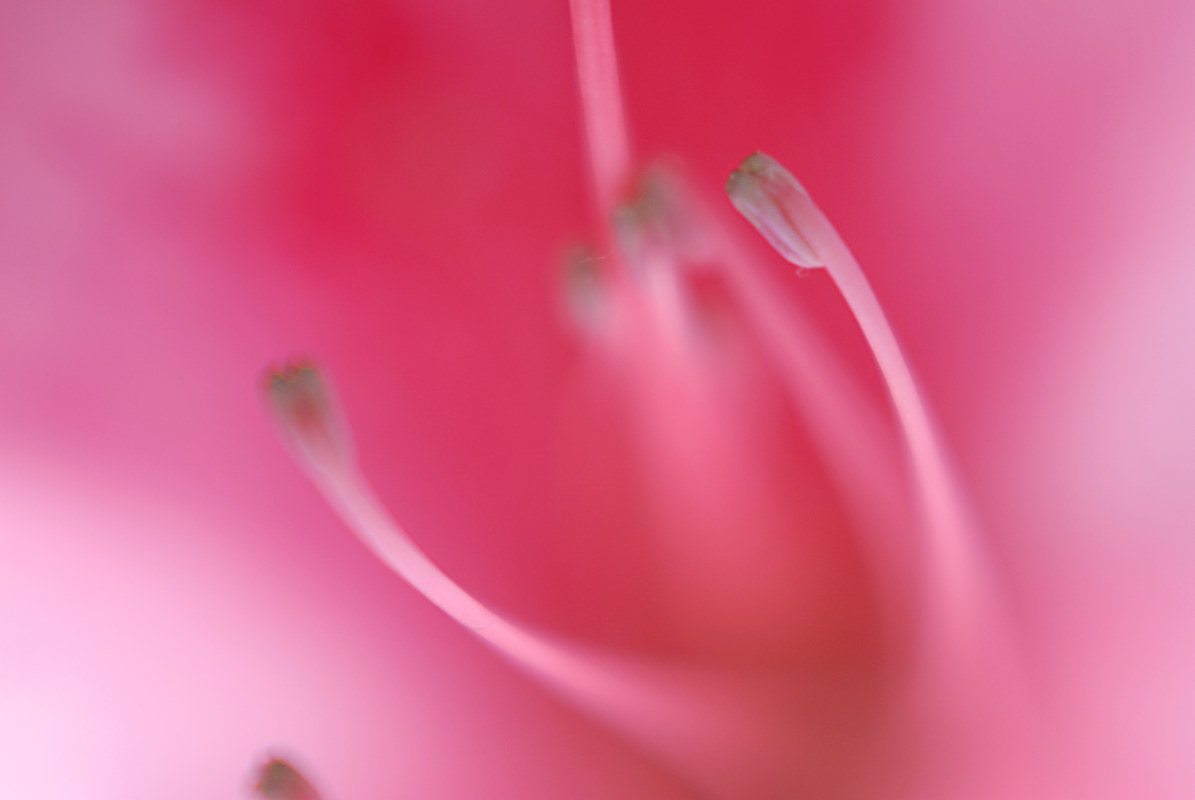 closeup of the center of a pink flower