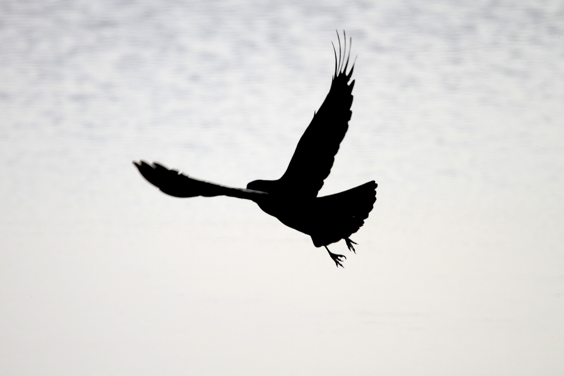 a bird in flight with the silhouette of it