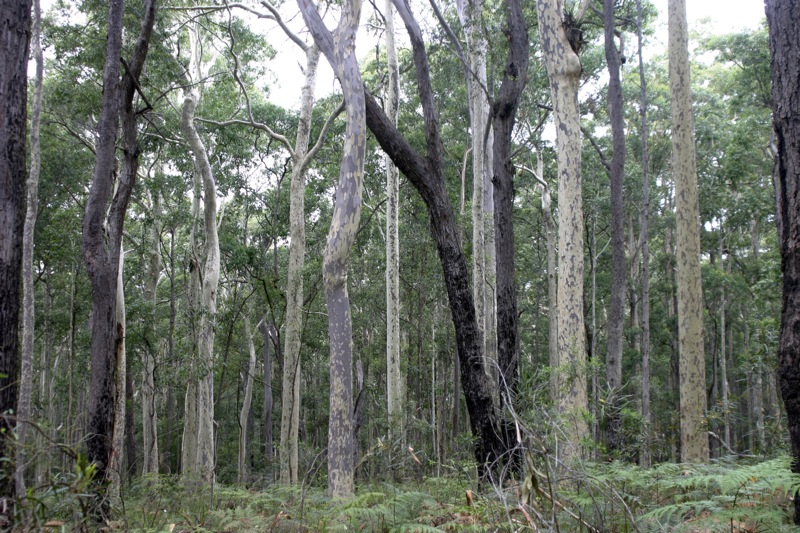 trees stand tall in a forest filled with green plants