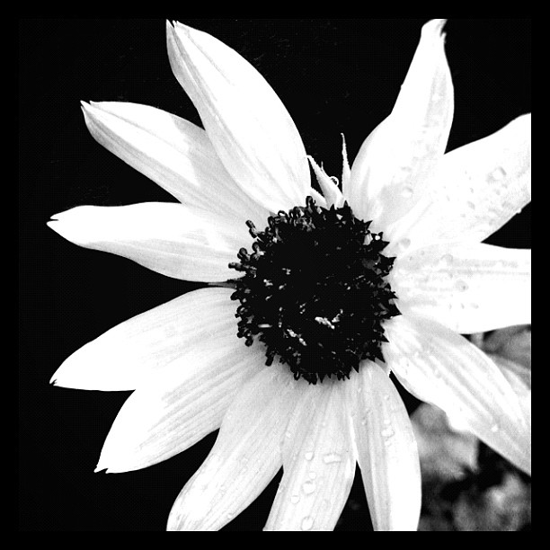 an extreme closeup of a black and white flower