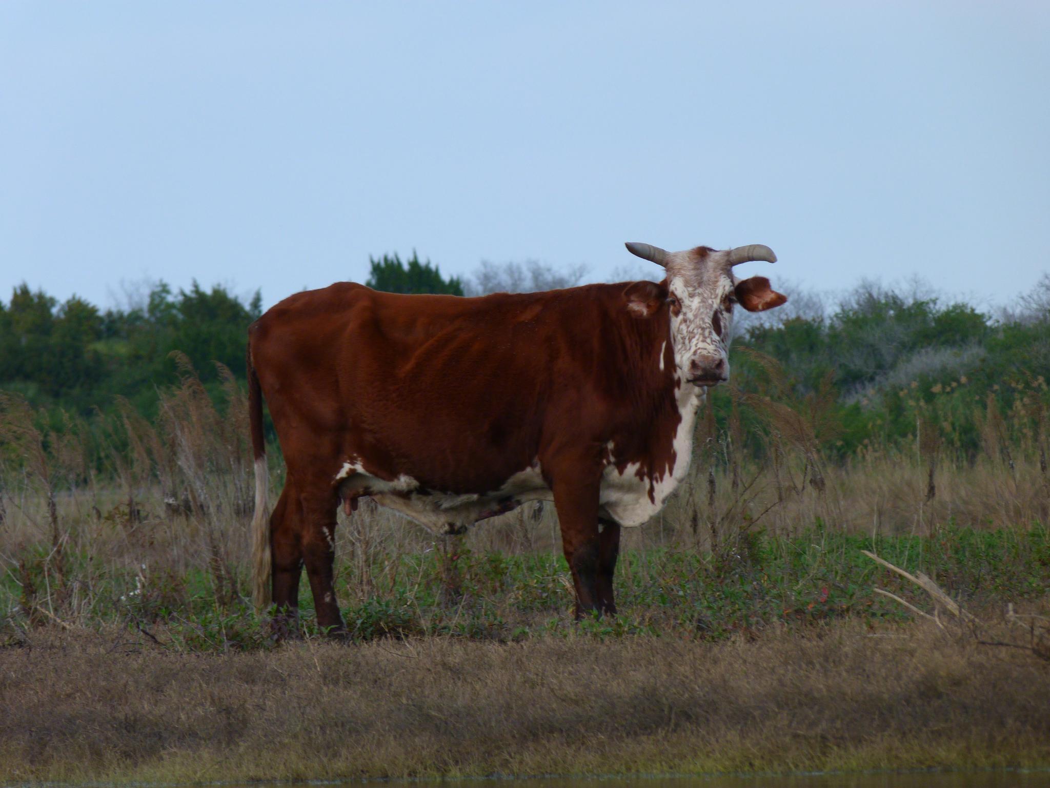 a cow standing on the edge of the land