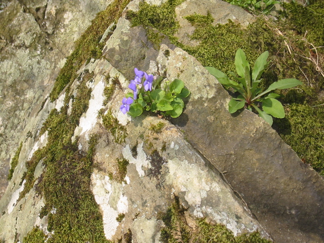 a little purple flower that is on some rocks