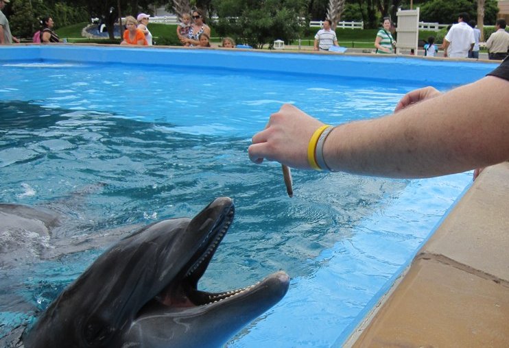 the people at the zoo are showing off their hand feeding a dolphin