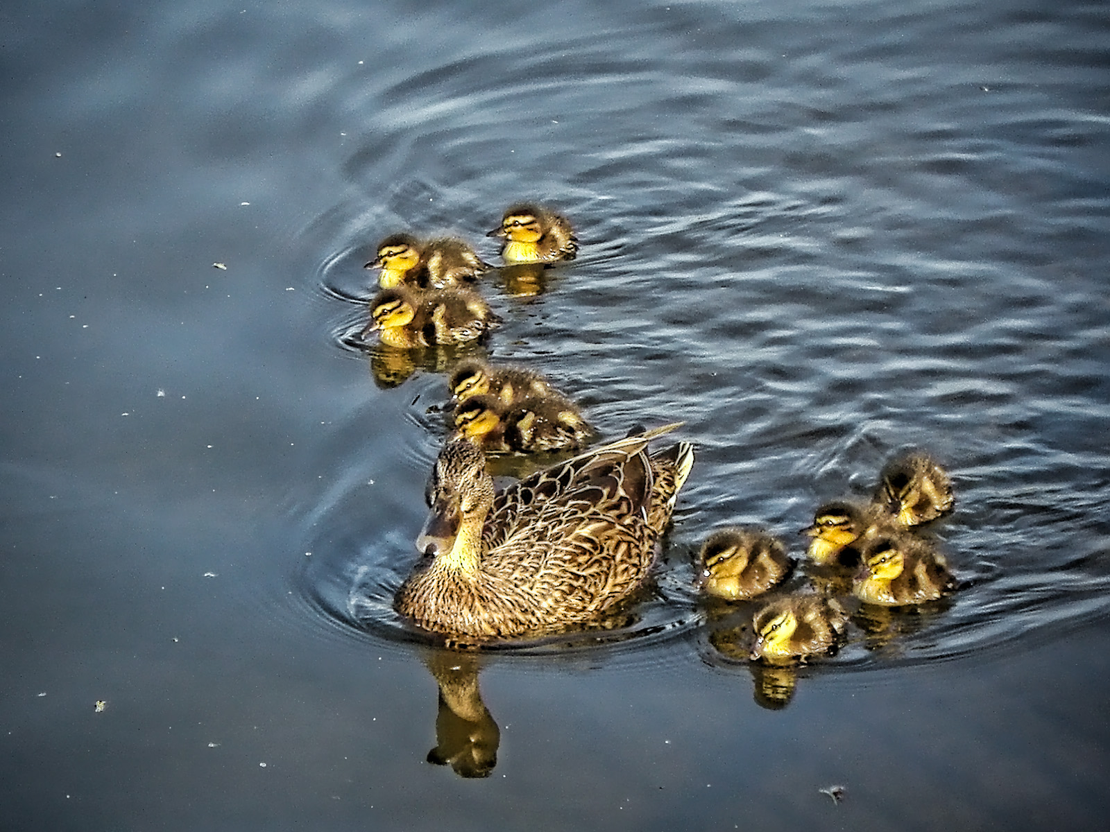 a mother duck with her chicks swimming in the water