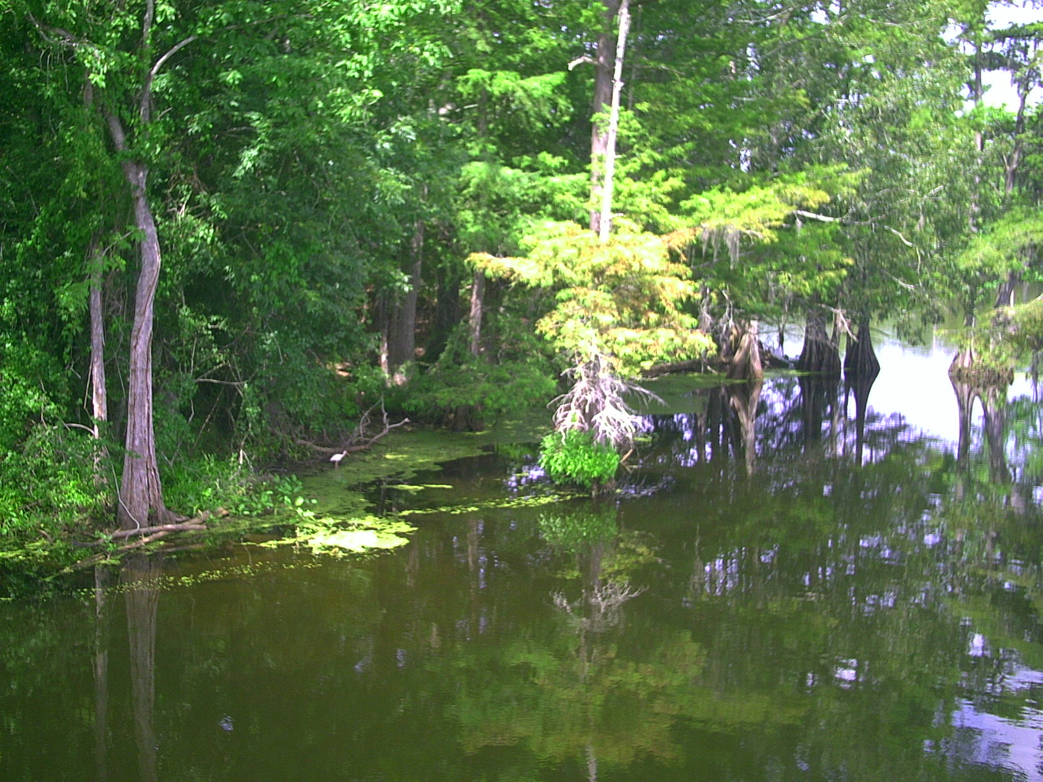 a river in the woods is clear and green