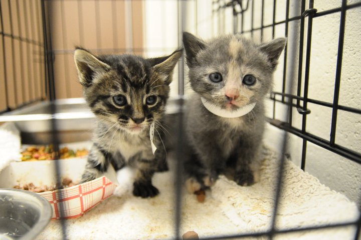 two kittens sit inside of a caged in cage
