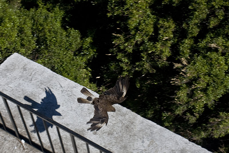 a bird landing on a stone ledge and casting a shadow of a person