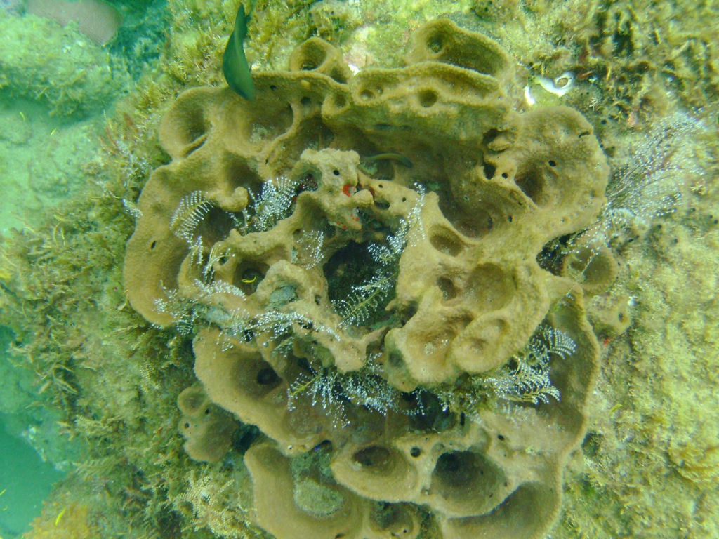 this is a group of corals on a seabed