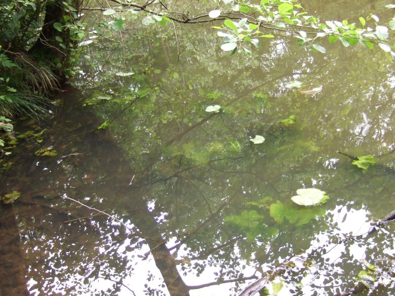 a pond surrounded by trees, with vegetation