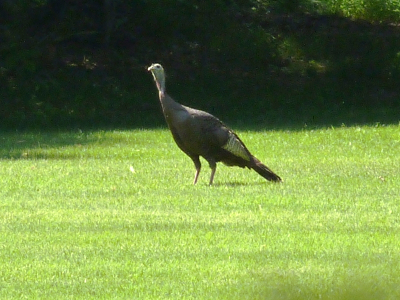the bird is walking across the grass looking for food