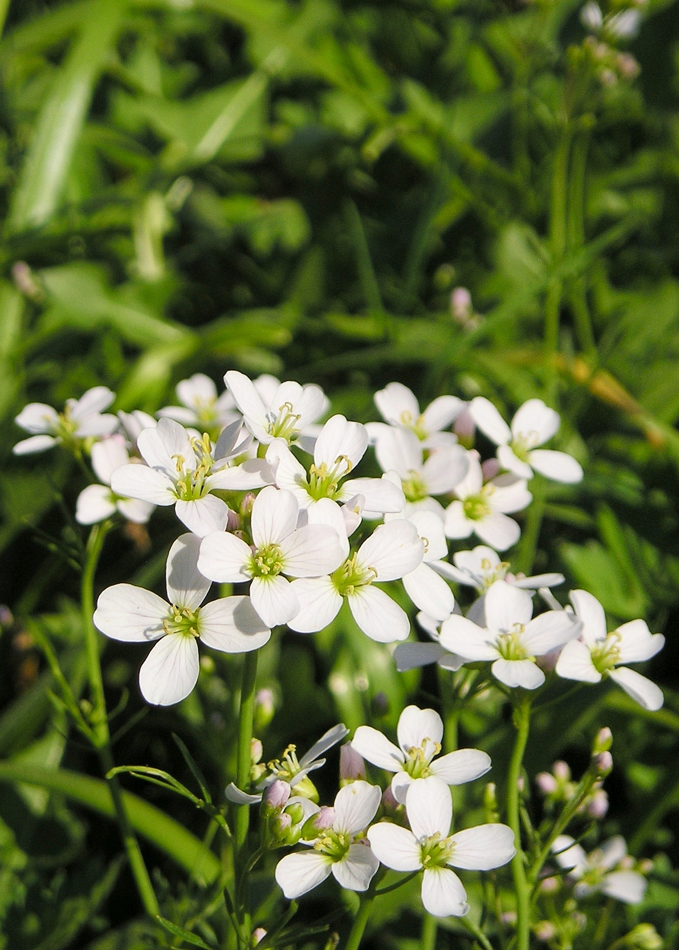 small white flowers grow in the grass near some long grass