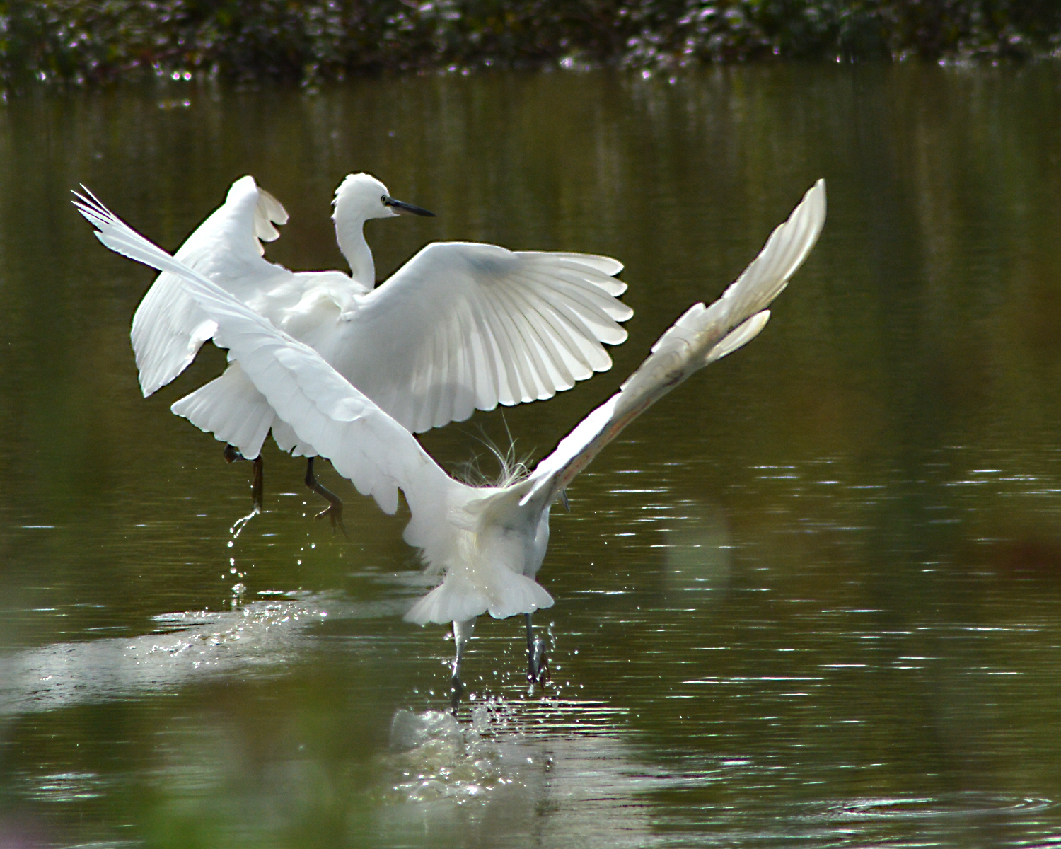 a couple of white ducks swimming in a pond