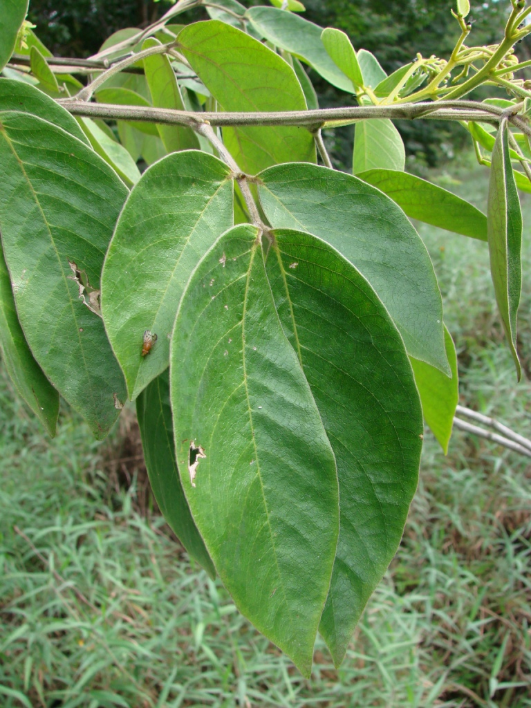 a nch with many leaves growing in a forest