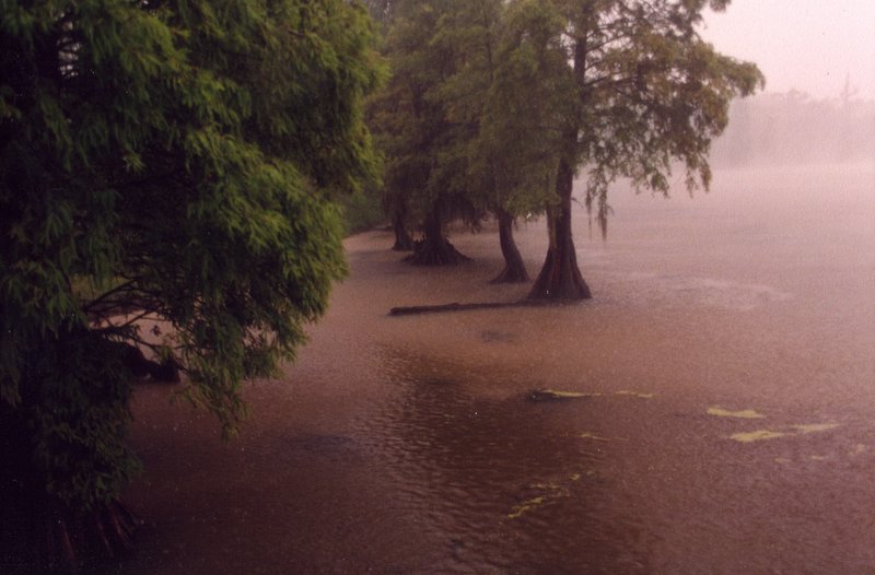 trees and bushes stand on water in a flooded area